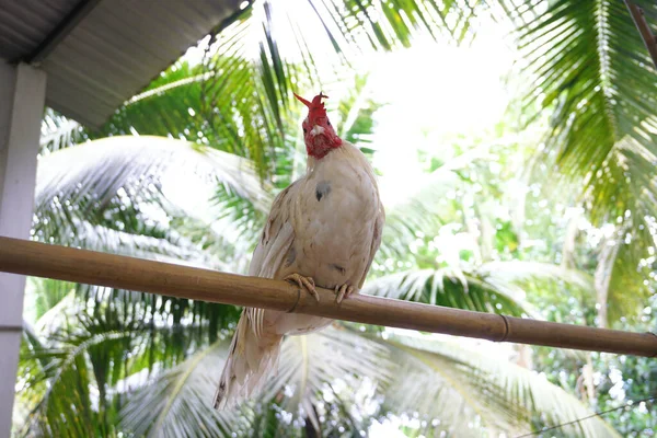 Kuře Baru Jako Pták — Stock fotografie