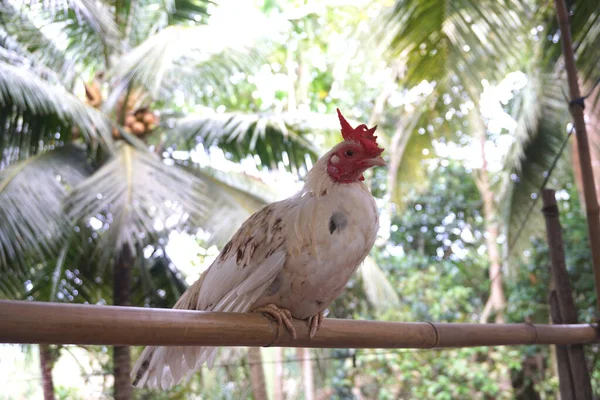 Frango Bar Como Pássaro — Fotografia de Stock