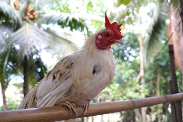 Kurczak Barze Jak Ptak — Zdjęcie stockowe