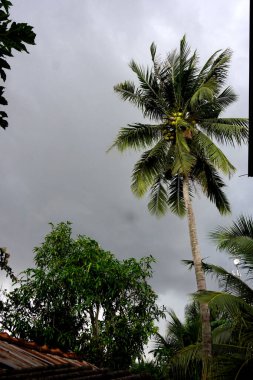 Evin yanındaki hindistan cevizi ağaçları kırsal alana karışıyor.