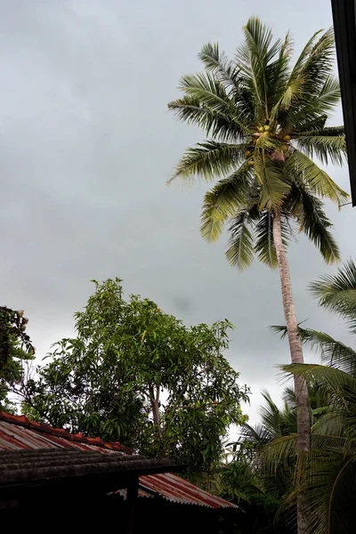 Les Cocotiers Côté Maison Fondent Dans Paysage Rural — Photo