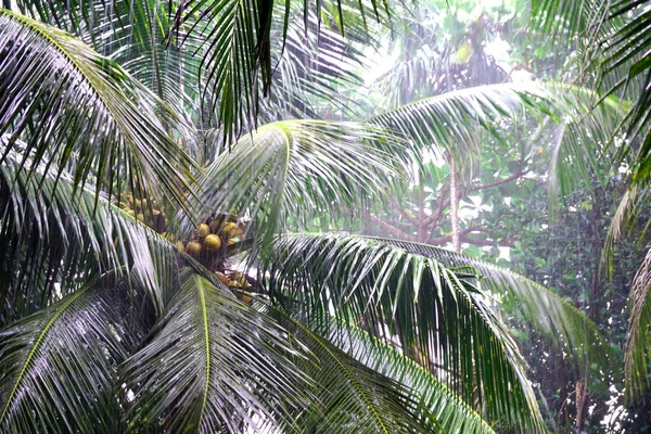 Kokosnoot Boom Verwelkomt Regen — Stockfoto