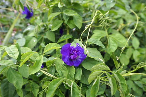 Clitoria Ternatea Vulgarmente Conhecida Como Pigeonwings Asiático Bluebellvine Ervilha Azul — Fotografia de Stock