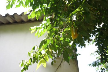 Yıldız meyvesi veya 5 parmak olarak da bilinen Carambola, Güneydoğu Asya 'ya özgü bir ağaç türü olan Averrhoa Carambola' nın meyvesidir.