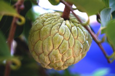 Kremalı elma bir meyve için yaygın bir isimdir ve meyve veren ağaç, Annona reticulata.