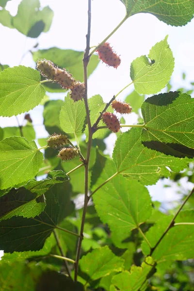 Morus Genus Flowering Plants Family Moraceae Consists Diverse Species Deciduous — Stock Photo, Image