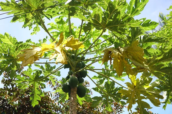 Papaya tree, yellow papaya leaf