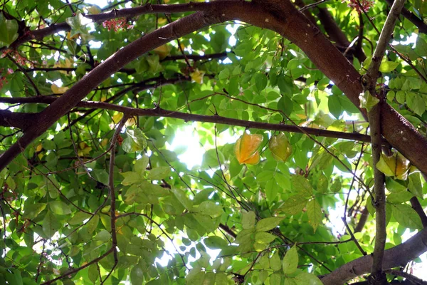 Carambola También Conocida Como Fruta Estrella Dedos Fruto Averrhoa Carambola — Foto de Stock