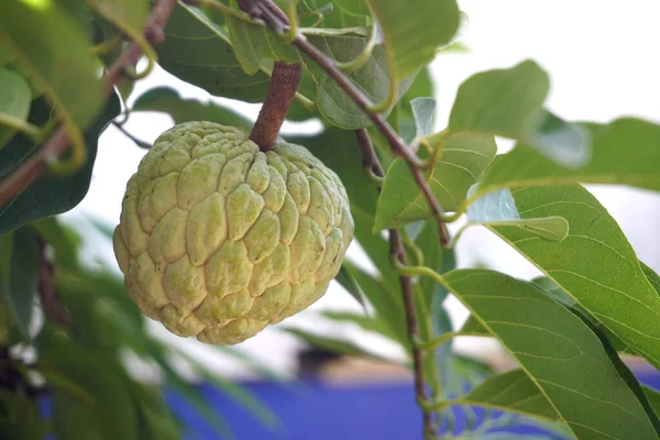 Jablko Běžné Jméno Pro Ovoce Strom Který Nese Annona Reticulata — Stock fotografie