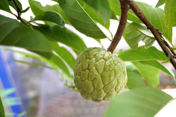 Jablko Běžné Jméno Pro Ovoce Strom Který Nese Annona Reticulata — Stock fotografie