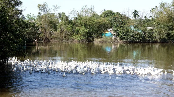 Raising Ducks Countryside Ducks Swimming River Royalty Free Stock Photos