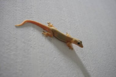 Duvarında bir kertenkele var.