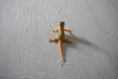 Duvarında bir kertenkele var.