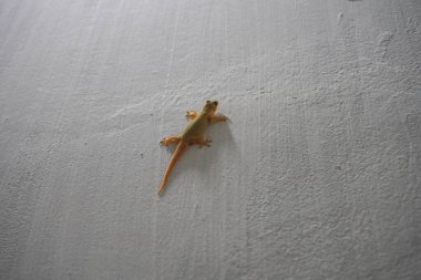 Duvarında bir kertenkele var.