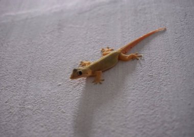 Duvarında bir kertenkele var.