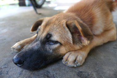 Yavru köpek uyuyor, geriye bakıyor. 