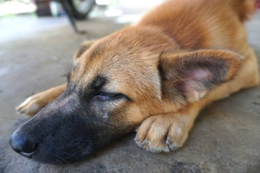 Yavru köpek uyuyor, geriye bakıyor. 