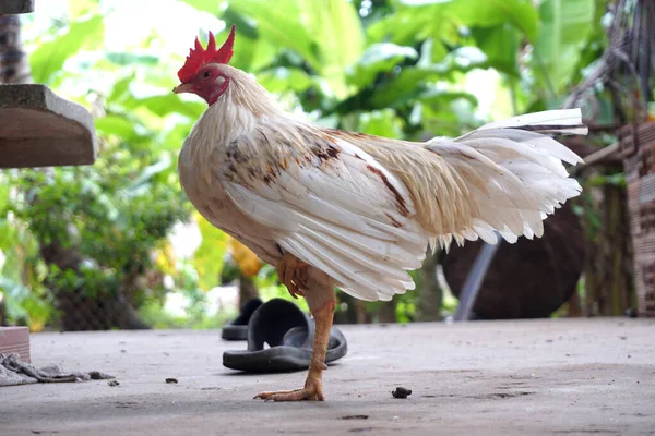 Kurczak Stoi Jedną Nogą — Zdjęcie stockowe