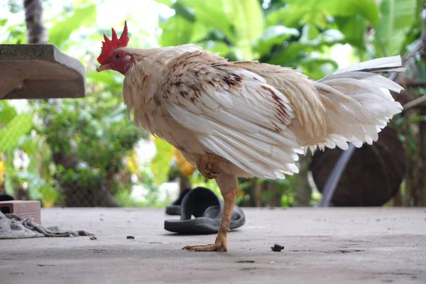 Kurczak Stoi Jedną Nogą — Zdjęcie stockowe