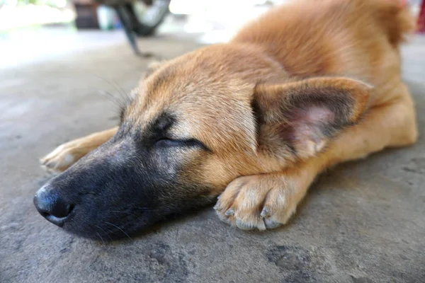 Precioso Cachorro Durmiendo Mirando Hacia Atrás — Foto de Stock