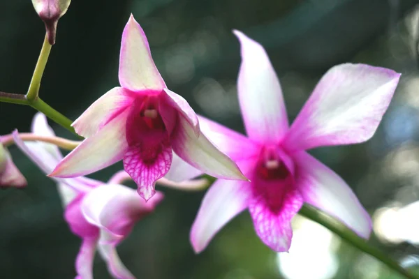 Orchidaceae Jsou Rozmanité Rozšířené Čeledi Kvetoucích Rostlin Květy Které Jsou — Stock fotografie