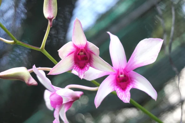 Орхидные Представляют Собой Разнообразное Широко Распространенное Семейство Цветущих Растений Цветами — стоковое фото