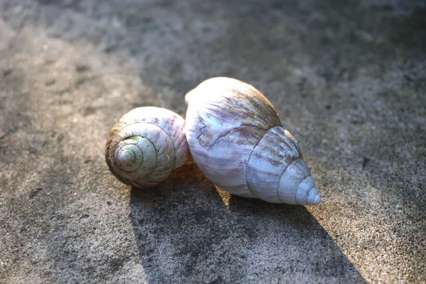 Close Snail Shell — Stock Photo, Image