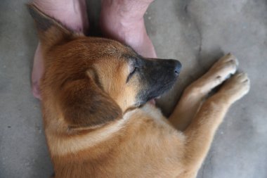 Sevgili köpek uyuyor. 