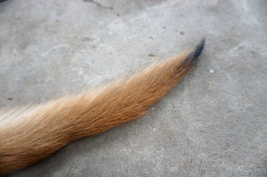 Gri arka planda izole edilmiş yavru kuyruk tüyleri.