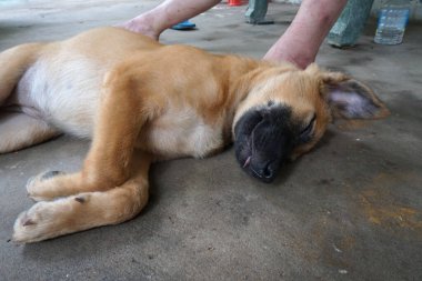 Sevgili köpek uyuyor. 