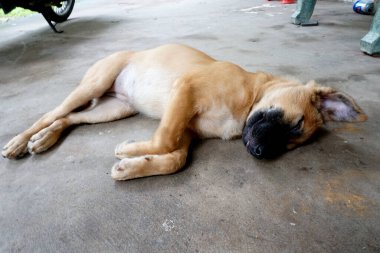 Sevgili köpek uyuyor. 