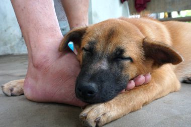 Sevgili köpek uyuyor. 