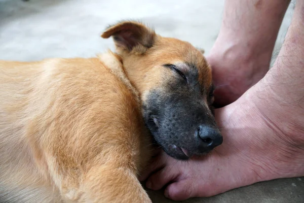 Precioso Cachorro Está Durmiendo — Foto de Stock