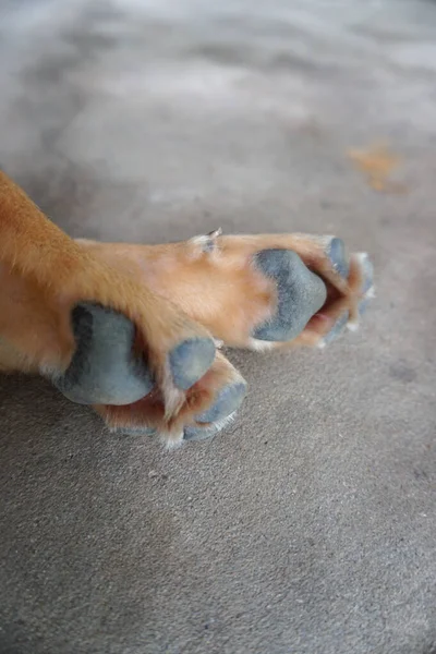 Patas Cachorro Aisladas Fondo Gris — Foto de Stock