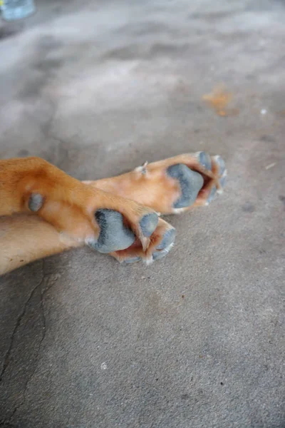 Patas Cachorro Aisladas Fondo Gris — Foto de Stock