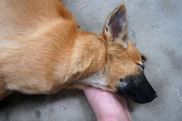 Precioso Cachorro Está Durmiendo — Foto de Stock