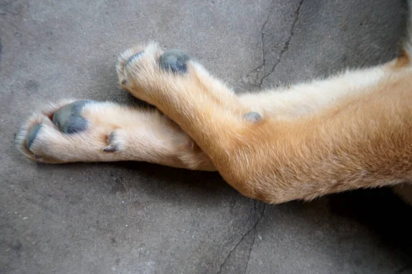 Puppy Legs Isolated Grey Backgroud — Stock Photo, Image