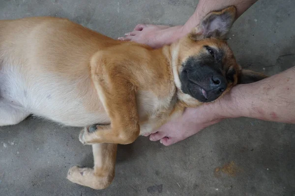 Precioso Cachorro Está Durmiendo — Foto de Stock