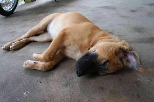 Adorável Cachorrinho Está Dormindo — Fotografia de Stock