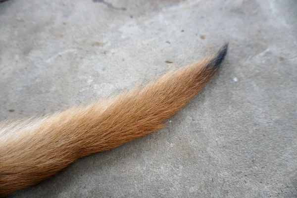 Puppy Tail Feathers Isolated Grey Background Stock Photo