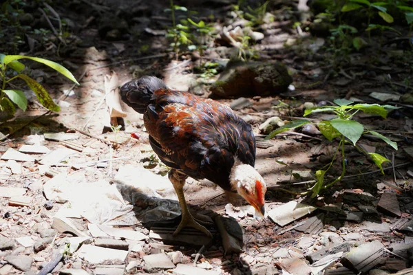 Bahçede tavuk yürüyüş 