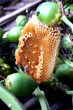 Odanın içindeki bal peteği