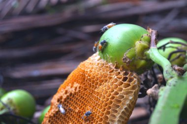 Odanın içindeki bal peteği