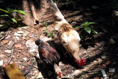 Bahçede tavuk yürüyüş 