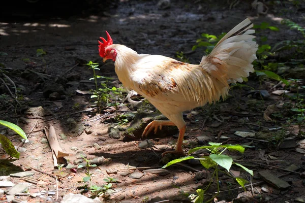Ayam Berjalan Taman — Stok Foto