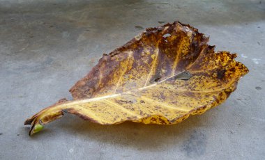 Hint badem yaprakları Terminalia katappa ağacından gelir.