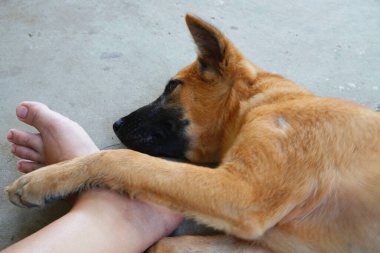 Uyuyan sevimli köpek yavrusu.