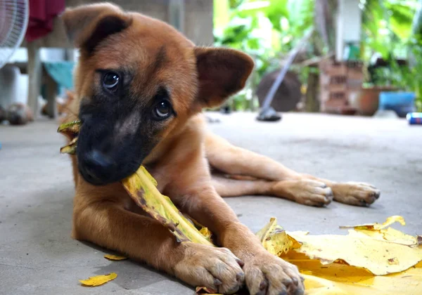 Puppy is eating yellow leaf