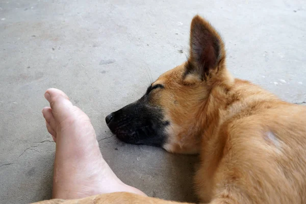 Hermoso Cachorro Durmiendo Lindo Cachorro — Foto de Stock