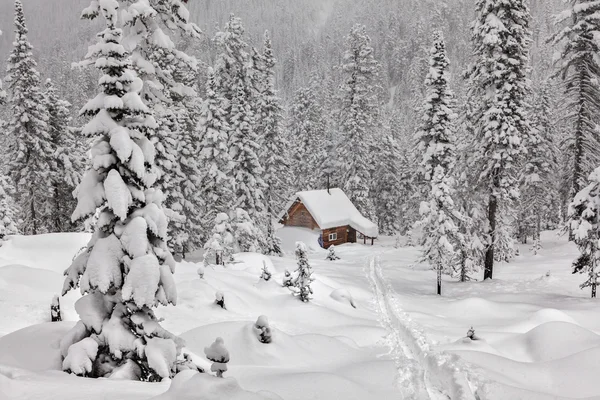 Piccolo cottage in una bellissima foresta di neve . — Foto Stock
